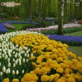 парк тюльпанів Койкенхоф (Нідерланди)